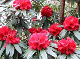 Nepal Honeymoon Trip